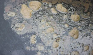 Close-up of mold growth on wall surface